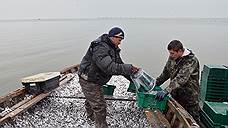 В Ростовской области задержано 2,7 тонны рыбы без документов о качестве