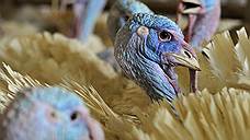 Росельхознадзор нашел в продукции «Евродона» геном птичьего гриппа
