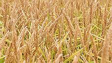 На Кубани из-за низкой рентабельности сокращают площади посева риса