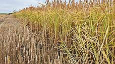 ГК «АФГ Националь» увеличила площади посевов риса на 1,7 тыс. га