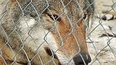 В Ростовской области бешеный волк напал на пасечника