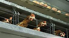 В Ростовской области снят карантин по гриппу птиц