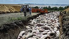 На Кубани выявили вирус африканской чумы свиней