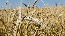 ГК «АФГ Националь» собрал 82,1 тыс. тонн озимой пшеницы в Ростовской области и Краснодарском крае