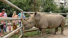 В зоопарк Ростова привезли двух носорогов