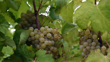 Суд продлил процедуру конкурсного производства в «Цимлянских винах»