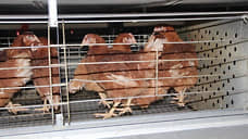 Производство мяса птицы в Ставропольском крае увеличилось на 5,6% в 2023 году