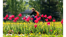 В Калмыкии стартовал фестиваль тюльпанов