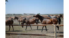 В Краснодарском крае выделили более 115 млн руб. на развитие коневодства