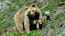 В Кавказском заповеднике начался учет медведей