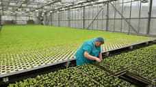 «Бумеранг капитал» приобрел 85% акций работающего в Ростове производителя зелени