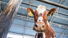 На Дону цены на молочную продукцию  вырастут на 20-30% из-за ветограничений