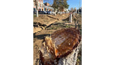 Вице-спикер ГД попросила генпрокуратуру проверить вырубку деревьев в Новочеркасске