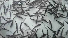 В водоем-охладитель Ростовской АЭС выпустили восемь тонн рыб-чистильщиков