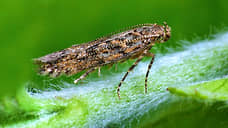 На 284,6 гектарах на Дону отменили карантин по южноамериканской томатной моли