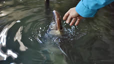 Осетра в Азовском море стало достаточно для запуска промышленного вылова