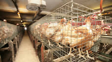 Ростовская область экспортировала 155 тонн мяса птицы за неделю