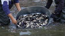 На Дону рыбы-вселенцы составляют 75% улова в Азовском море