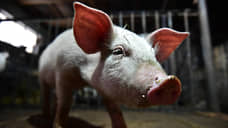 На Дону запустят завод гранулированных кормов для животных