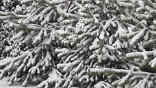 Жители Дона смогут бесплатно срубить ель к Новому году в установленных местах