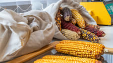 Посевные площади кукурузы в регионе сократились на 22 тысячи гектаров в 2025 году