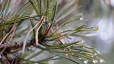 В Ростовской области усилили контроль над лесами в преддверии Нового года