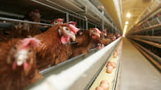 Тамбовские куры подселились к самарским