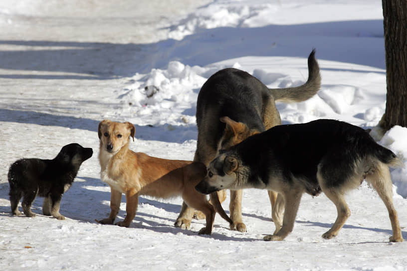 В Новокуйбышевске после введения запрета на умерщвление животных число жалоб на необходимость отлова безнадзорных собак выросло в 80 раз