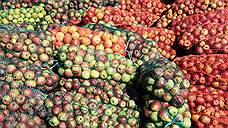 Больше 28 тонн арбузов, дынь и яблок вернули из Оренбуржья в Казахстан