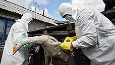 Более 400 пернатых уничтожено в Самарской области в рамках ликвидации очага птичьего гриппа