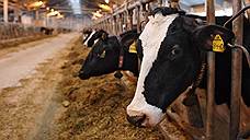 Животноводческий комплекс на 1200 голов крупного рогатого скота построят в Ульяновской области