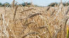 Более 1 млн тонн зерновых культур намололи в Самарской области