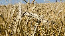 Оренбуржье обеспечит половину российского урожая твердых сортов пшеницы в 2017 году