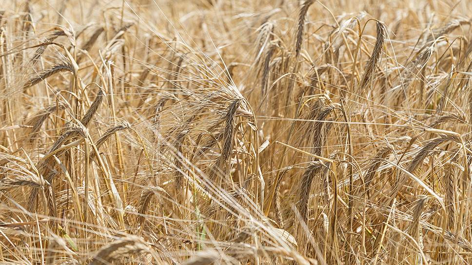Около 2,7 млн гектаров зерновых и зернобобовых культур убрано в Оренбуржье