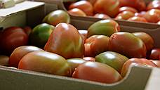 В Самаре уничтожено 288 кг санкционных томатов из Турции