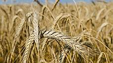 Аграрии Самарской области собрали около 1,7 млн тонн зерна