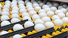 УФАС проверяет производителей куриных яиц в Оренбуржье