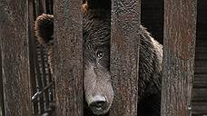 Прокуратура уличила владельца тольяттинского кафе в незаконном содержании бурого медведя