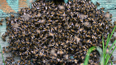 Ульяновским пчеловодам окажут матпомощь в связи с массовой гибелью пчел