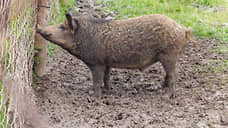 В Приволжском районе Самарской области введен режим ЧС из-за вспышки африканской чумы свиней
