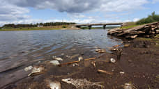 Минприроды Оренбуржья опубликовало результаты анализа воды в районе гибели рыбы в Урале