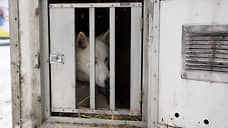 В Оренбургской области приняли закон об эвтаназии бездомных животных