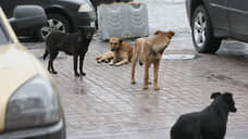 С мэрии Тольятти требуют компенсацию за нападения бездомных собак на детей