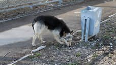 С администрации Тольятти взыскали компенсацию за нападение бездомной собаки на подростка