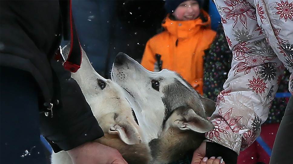 Чемпионат России по гонкам на собачьих упряжках