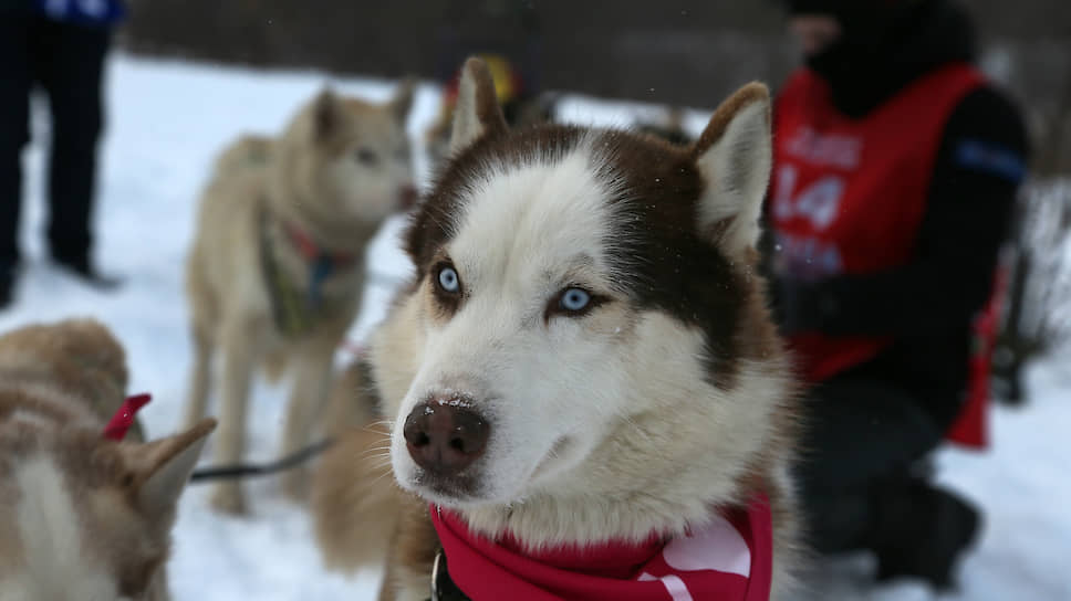 «Волга Квест-2020» вошла в Мировую Арктическую Серию гонок на собачьих упряжках.