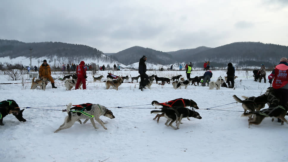 В этом году соревнование стало этапом Чемпионата мира по приключенческим гонкам на собачьих упряжках QRILL Pet Arctic World Series.