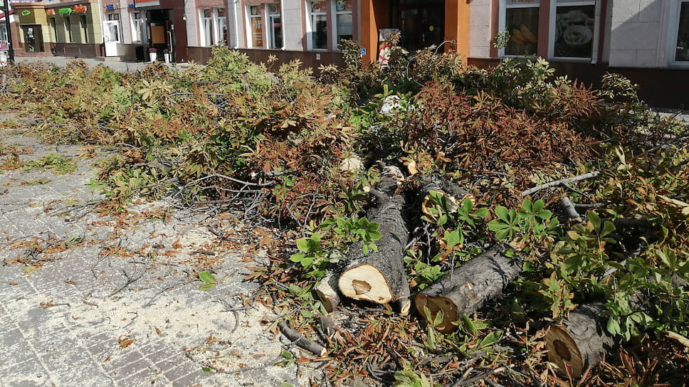 В Саратове уже несколько лет подряд массово вырубают деревья