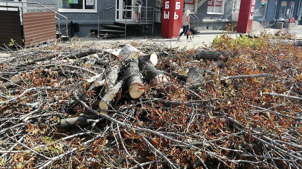 Саратовские общественники недовольны вырубкой деревьев по всему городу