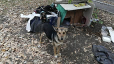 Дело подъехало на собаках